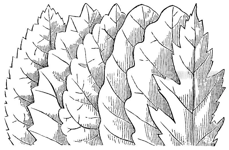 各种叶边或边缘形状- 19世纪